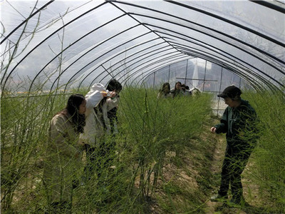 減肥佳品、老少皆宜!營(yíng)養(yǎng)爆棚的“蔬菜之王”最佳食用方式竟是…
