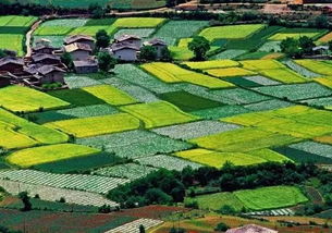 未來(lái)休閑農(nóng)業(yè)發(fā)展有哪些機(jī)遇 潛力 特點(diǎn)及趨勢(shì)