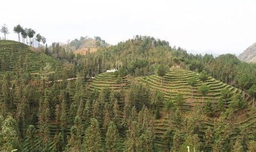 寧金瀑農(nóng)產(chǎn)品開(kāi)發(fā)有限責(zé)任公司 茶園管護(hù)忙 蓄得黑茶香