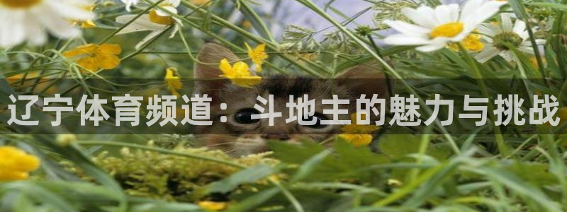 so米直播：辽宁体育频道：斗地主的魅力与挑战